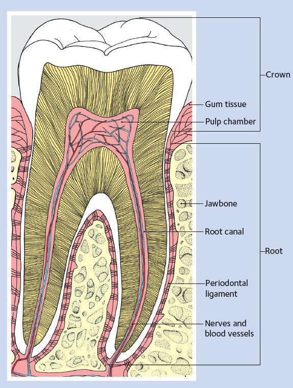 Tooth_Diagram_English